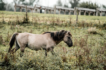 Small brown pony grazing in an overgrown grassy pasture beside a weathered wooden fence on a calm countryside field © PIC by Femke
