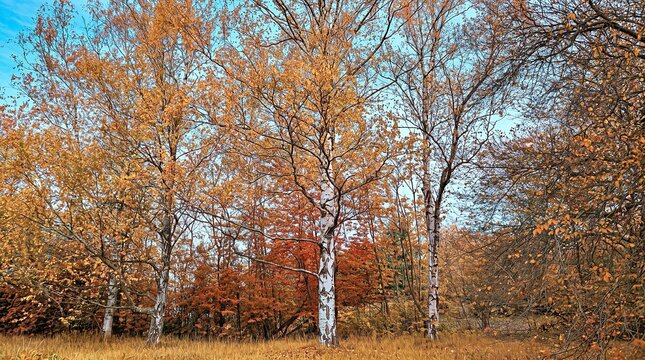 White Birch Trees with Gold Leaves in Dry Autumn Grass