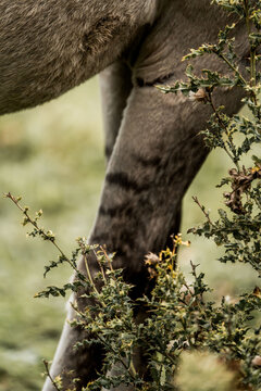 Close-up of a grey horse's hind leg and flank among bramble and gorse bushes in a grassy pasture, natural light pastoral scene
