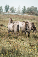 Three dun horses grazing in a grassy meadow with distant trees and a soft overcast sky © PIC by Femke