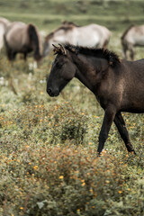 Dark brown foal grazing in a wildflower meadow with blurred adult horses in the background, pastoral countryside scene © PIC by Femke