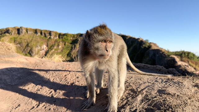 Monkey on Mount Batur, Bali, Indonesia