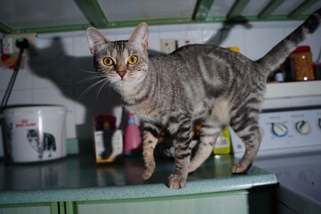 cat in the kitchen © Ahmed J.R