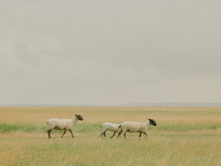 Obraz premium Close-up of black-faced salt marsh sheep walking through pasture in Normandy, France.