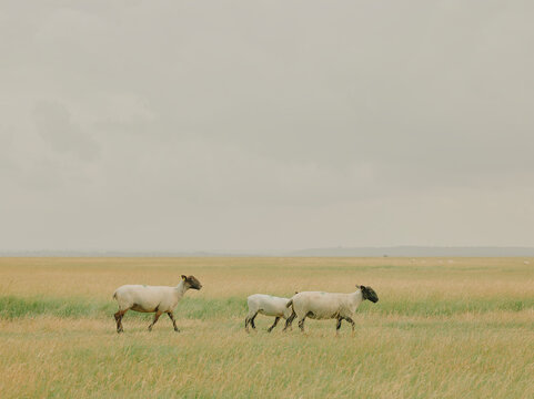 Close-up of black-faced salt marsh sheep walking through pasture in Normandy, France.