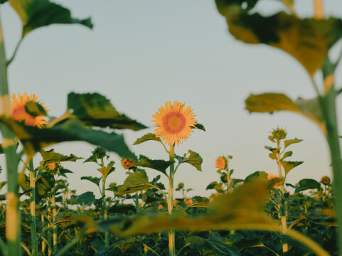 Sunflower field with multiple blooms in golden summer light in the countryside of Pays de la Loire, France.