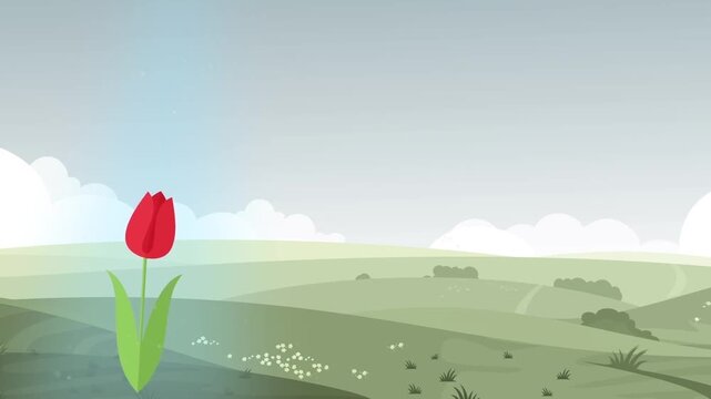 Red tulip blooming gracefully in a peaceful spring meadow animated video clip showcasing nature