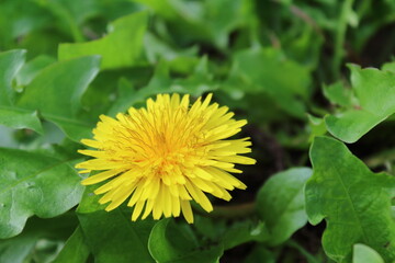 Flor de diente de león. © J.M.Miranda