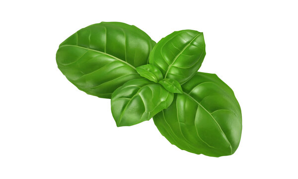 Glossy green sweet basil herb graphic illustration Organic culinary basil foliage 3D render element Stylized 3D fresh basil leaves isolated on transparent background
