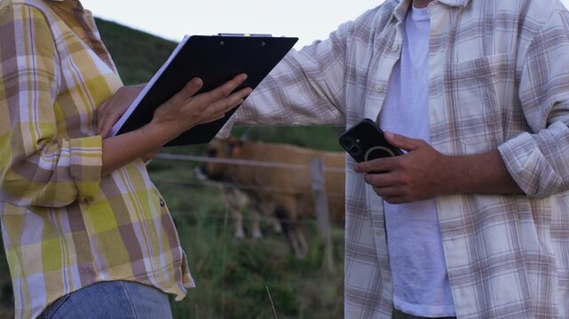 Two agricultural discus farm management data in cattle pasture, use clipboard and smartphone while inspecting livestock, modern agriculture, smart farming, animal husbandry,data-driven farm management