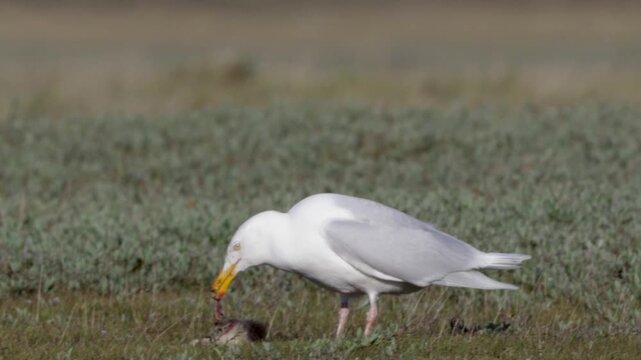 A large white seagull carried off a small gosling. Adult geese are in the background. Yakutia.