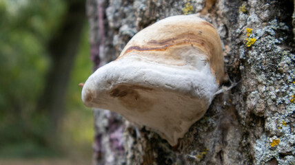 Hongo parásito en forma de pezuña creciendo sobre el tronco rugoso de un árbol © Gabrieuskal