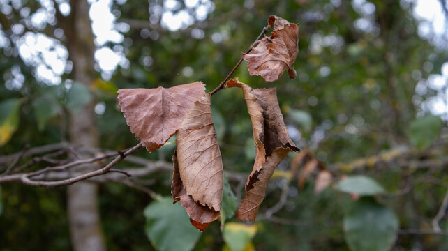 Hojas secas marrones colgando de una rama en un bosque durante el oto&ntilde;o