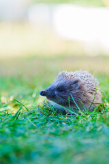 Hedgehog rests peacefully in vibrant green grass © Anastasia Bruzinsky