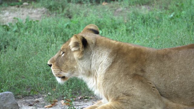 lioness in the zoo