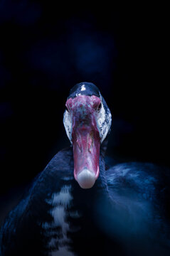 Muscovy duck portrait with red facial caruncles against a dark background