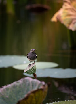Oriental magpie-robin on a lotus seed pod above a lily pond