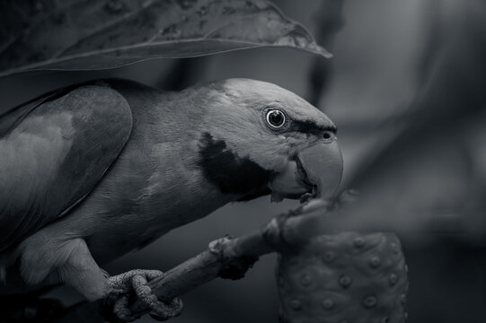 Black and white portrait of a parakeet feeding on noni fruit