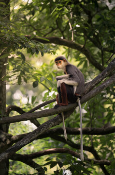 Red-shanked douc langur sitting on a tree branch in lush green rainforest