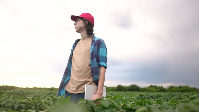 farm worker walks through the field. farming business and irrigation concept. farmer in lifestyle red cap and blue shirt walks among the sprouts of a plant he grew in his field, holding a tablet