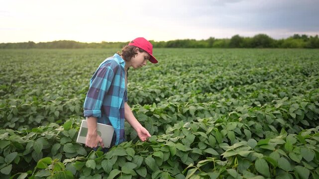 farm worker walks through the field. lifestyle farming business and irrigation concept. farmer in red cap and blue shirt walks among the sprouts of a plant he grew in his field, holding a tablet