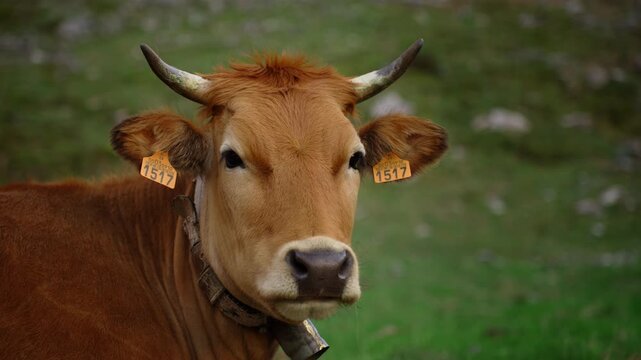Close-up of a brown cow's head chewing cud in a green pasture. The farm animal, with horns and ear tags, looks directly into the camera while ruminating in nature