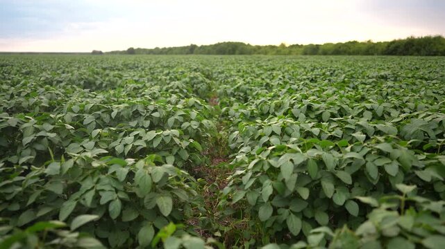 beautiful plant sprouts on the field. business farming and irrigation concept. plants with green leaves lifestyle in large farm field, close-up shot. farming business and growing plants