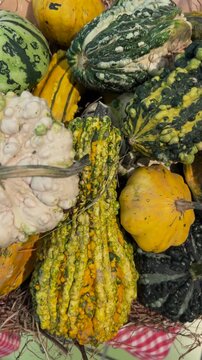 Tracking shot on vibrant assortment of textured ornamental gourds and bumpy pumpkins, perfect for Thanksgiving, Halloween, and rustic autumn harvest decor.