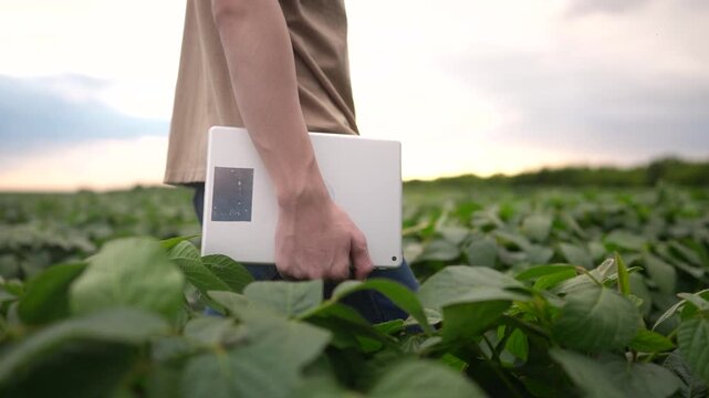 farmer walking through the field. business farming and irrigation concept. male farmer in a beige T-shirt walks among green plants in a field, lifestyle holding a tablet in his hands