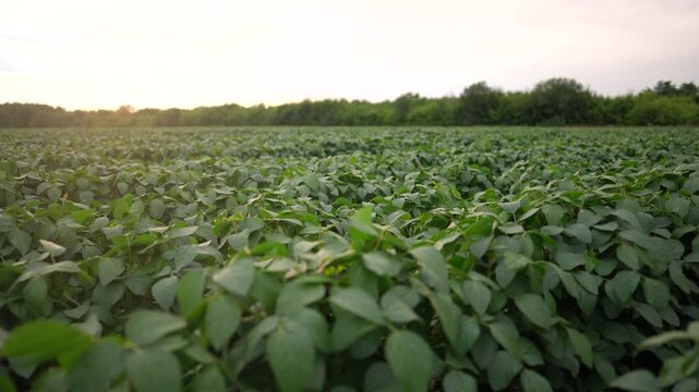 beautiful plant sprouts on the field. business farming and irrigation concept. plants with green leaves lifestyle in large farm field, close-up shot. farming business and growing a lot of plants