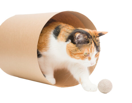 Playful calico cat emerging from a cardboard tunnel, ready to pounce on a felt play ball, isolated on transparent background