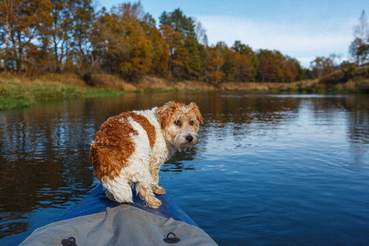 A small brown and white dog stands on the front of a kayak on a calm river