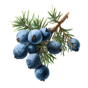 watercolor of Juniper Berry, vector, isolated on a white background.