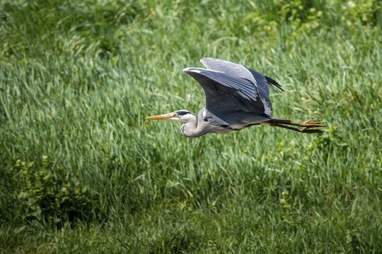 Ardea cinerea, heron, gray heron, birds, ciconiiformes, flying, flight, heron, walking birds, waitbirds, birds