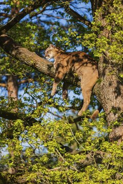 One adult cougar, Puma concolor, rests on a big branch high up in an oak tree