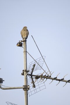 Young juvenile Common Common Kestrel (Falco tinnunculus) sitting on aerial, Hesse, Germany sitting on aerial, Hesse, Germany