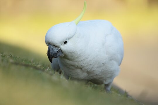 Sulphur-crested cockatoo (Cacatua galerita) adult bird feeding on grass, Sydney, New South Wales, Australia