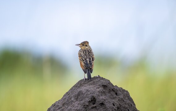 Short-crested Lark (Mirafra africana) sitting on a termite mound, Serengeti National Park, Tanzania