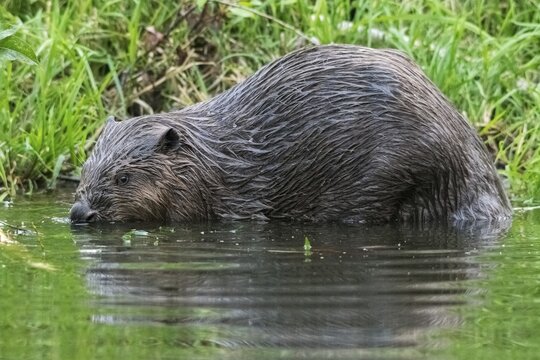 Beaver, castor fiber albicus, elbe beaver, Eurasian beaver, European beaver, rodents, rodentia, beaver, mammals, rodents, mammals