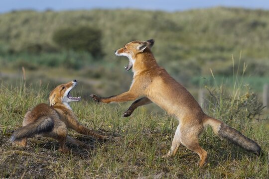 Two Red foxes (Vulpes vulpes) fighting with open mouth, playful, Netherlands