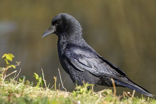 Raven crow (Corvus corone), Schleswig-Holstein, Germany