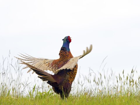 Pheasant (Phasianus colchicus) or hunting pheasant, male flapping his wings, Texel Island, Netherlands