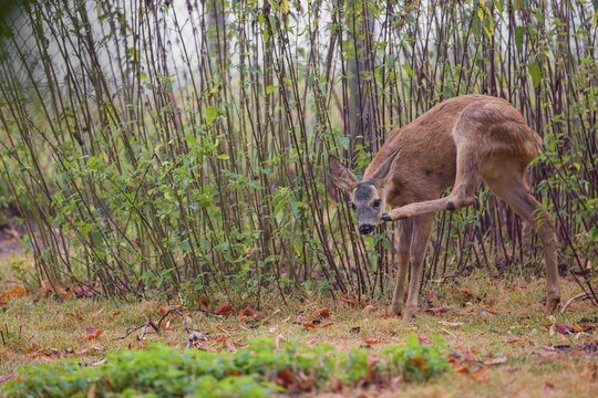 A roe deer fawn (Capreolus capreolus) stands in a nettle thicket and scratches its head with its left hind leg