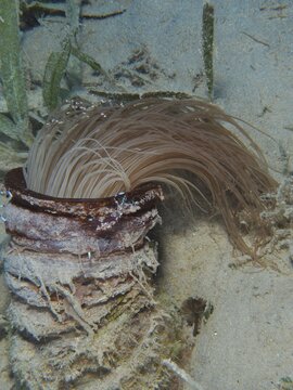 Cylinder rose (Cerianthus) with hanging tentacles, dive site House Reef, Mangrove Bay, El Quesir, Red Sea, Egypt