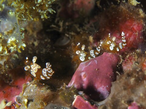 Small spotted shrimp, hollow-backed shrimp (Thor amboinensis), in red and green surroundings, dive site Gondol West, Penyapangan, Bali, Indonesia