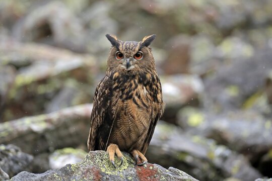 Eurasian eagle owl (Bubo bubo), adult, on rocks, in autumn, alert, Bohemian Forest, Czech Republic