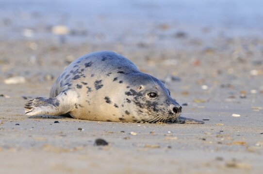 Gray seal (Halichoerus grypus)