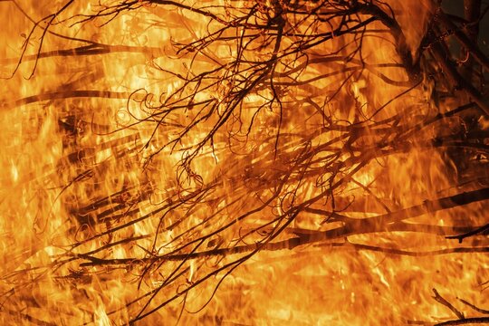 Burning branches amidst blazing flames in an intense fire, Finland