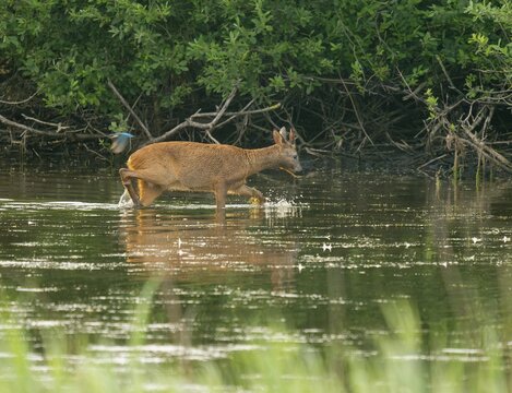 Deer (Capreolus capreolus), young roebuck runs through the shallow water zone of a lake, kingfisher (Alcedo atthis) flies past, Lower Saxony, Germany
