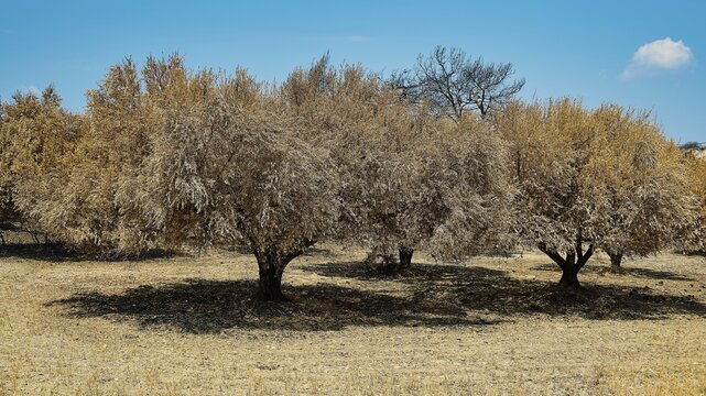 Burnt trees in a meadow under a clear sky, landscape characterised by drought and summer, forest fires, summer 2023, forest fire damage, Kiotari, Rhodes, Dodecanese, Greek Islands, Greece